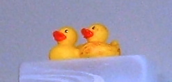 ducks5